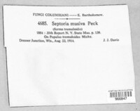 Sphaerulina musiva image